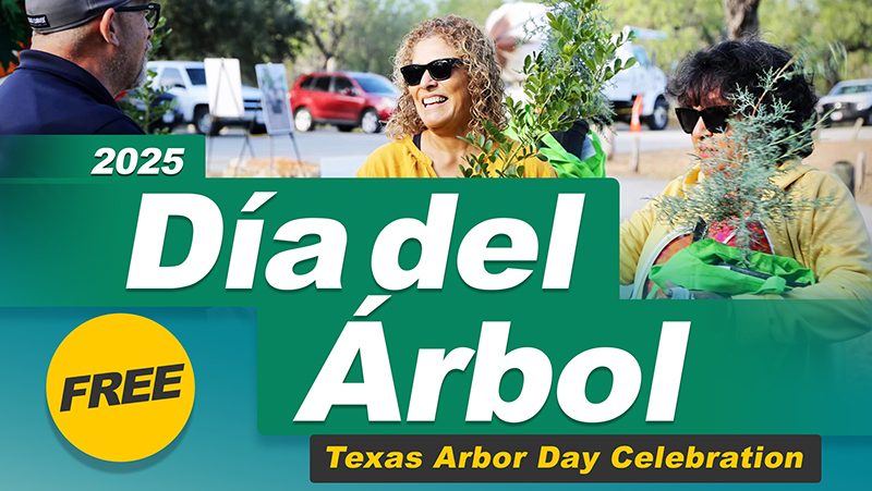 Dia De Arbol